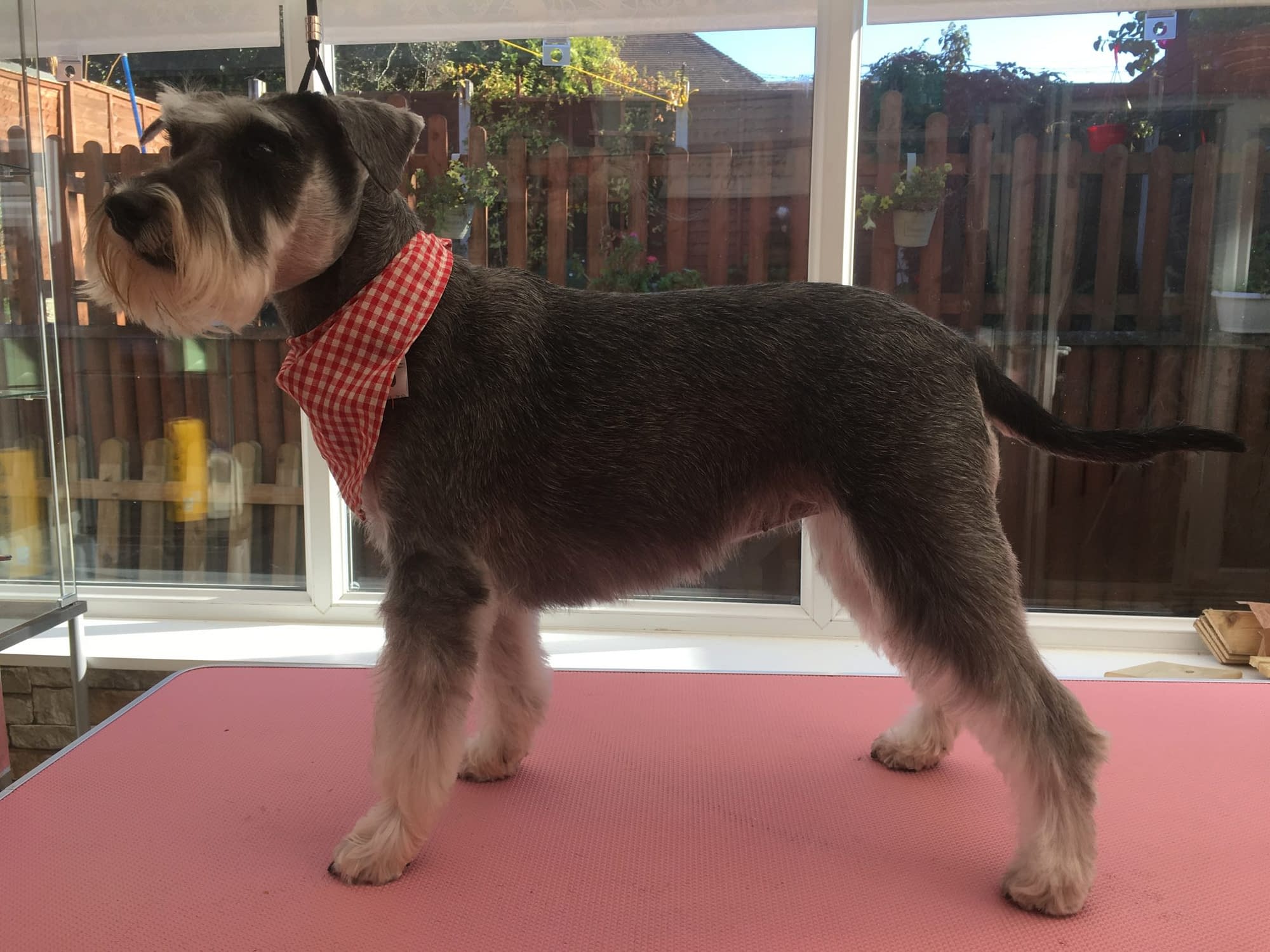 K-9 Grooming: A loving dog grooming studio in Bromsgrove